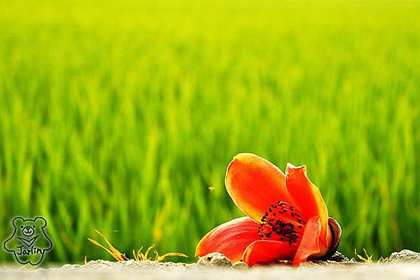 台南林初埤木棉花 (11).jpg