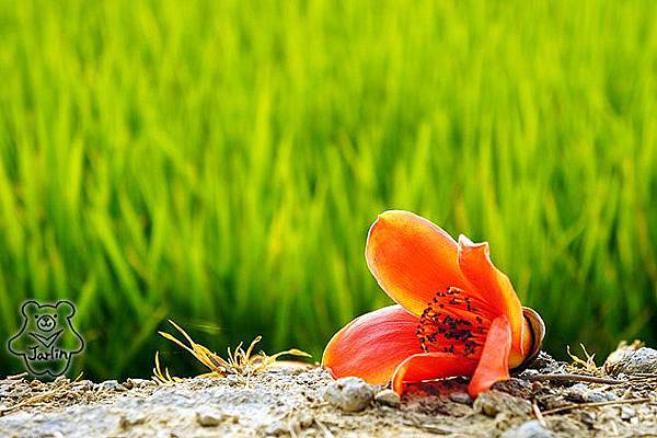 台南林初埤木棉花 (12).jpg