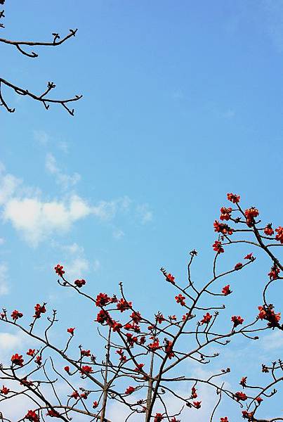 台南林初埤木棉花道 (3).JPG