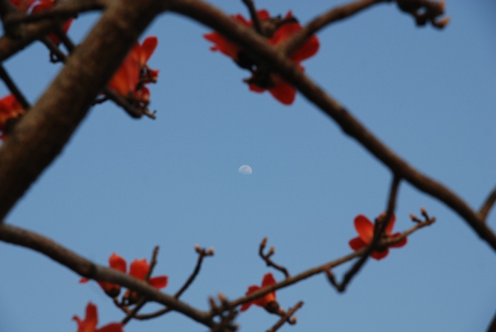 台南林初埤木棉花道 (14).JPG