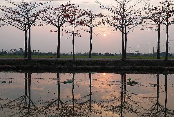 台南林初埤木棉花道 (20).JPG