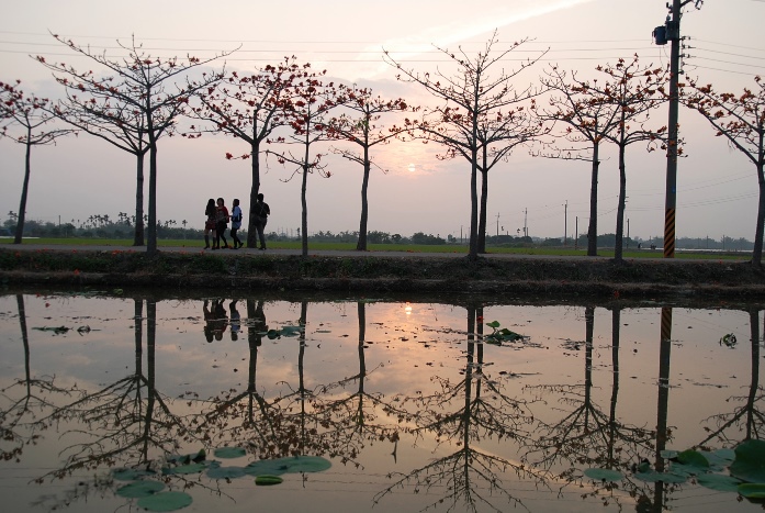 台南林初埤木棉花道 (19).JPG