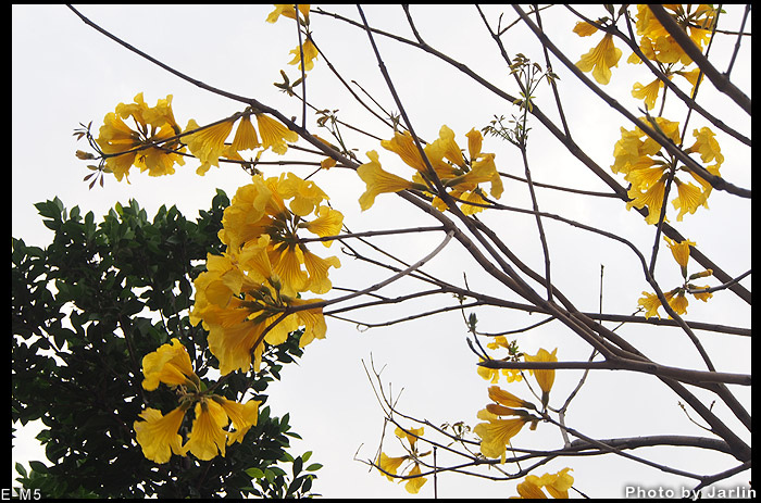 20140404_大稻埕06.jpg 20140404_大稻埕06.jpg