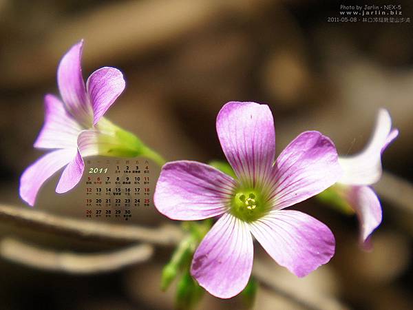 2001年五月‧酢漿草小花 2001年五月‧酢漿草小花