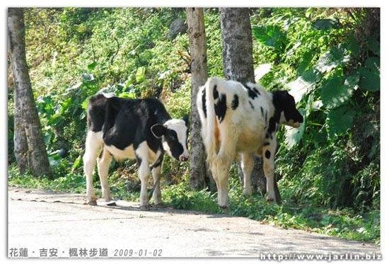 兩隻小牛都好瘦!