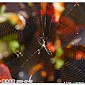 美麗的蜘蛛網