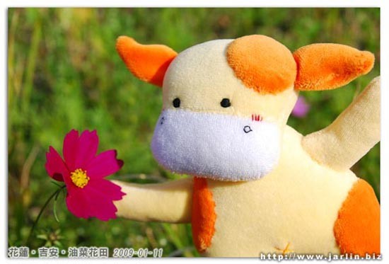 小芒果：這裡是深紅色的波斯菊!_19