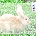 11 月＿ 春天農場的兔兔