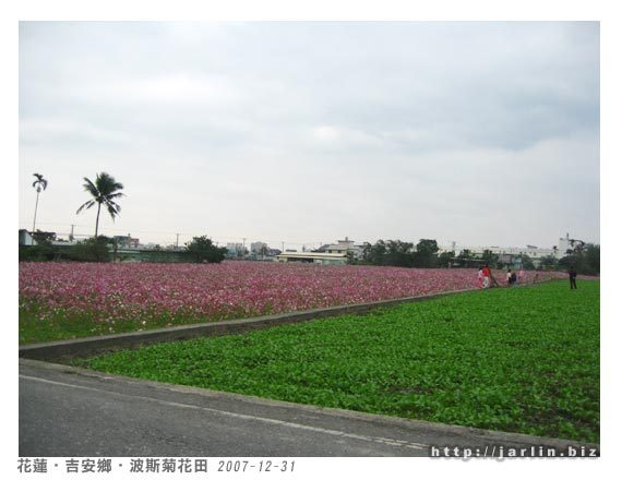 看到波斯菊了