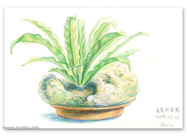 090709_1‧爸爸的盆栽