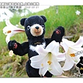 20080830_台灣小黑熊(Jarlin品牌八週年紀念熊)
