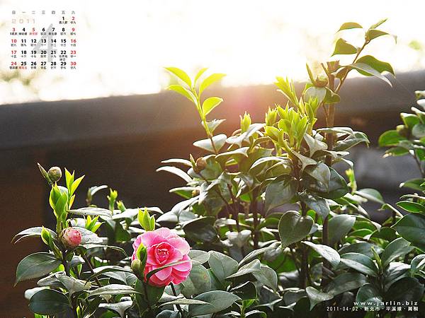 2011_4月‧平溪菁桐‧山茶花