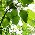 2011年6月‧油桐花