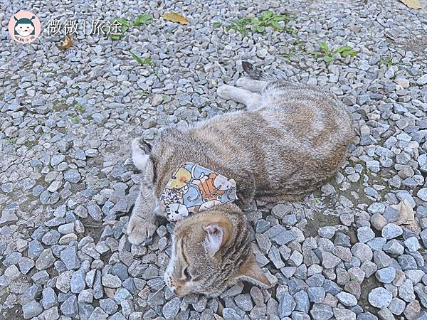 苗栗住宿_奢華露營_露營推薦_星原谷露營區-14.jpg 苗栗住宿_奢華露營_露營推薦_星原谷露營區-14.jpg