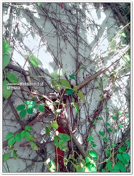 菁桐一日遊13 菁桐一日遊13