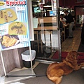 餐廳外的狗狗