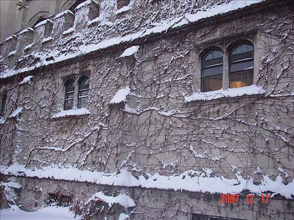 我好喜歡看樹藤上雪