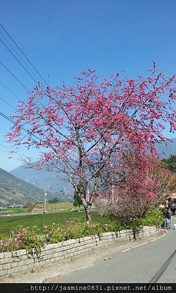 滿開的櫻花