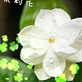 茉莉花.jpg