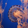 beautiful live jelly!