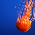 beautiful live jelly!