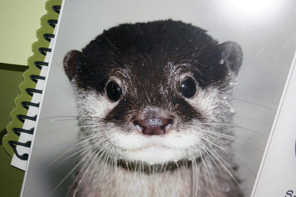 cute otter