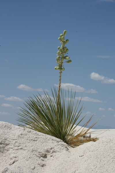 沙漠裡的植物 Yucca