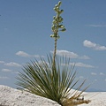 沙漠裡的植物 Yucca