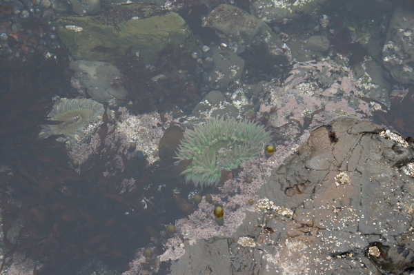 Half Moon Bay-----Tidepool