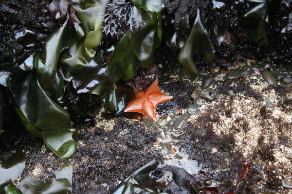 Tidepool