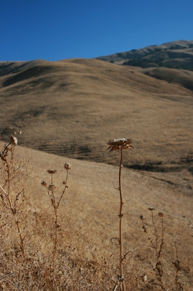 Mission Peak