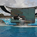 Shamu