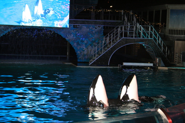 Shamu