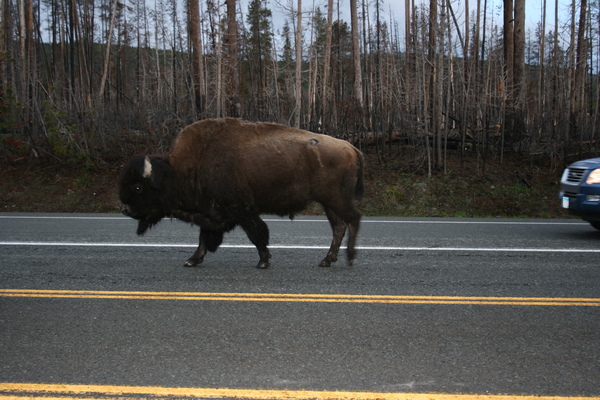 Bison Bison
