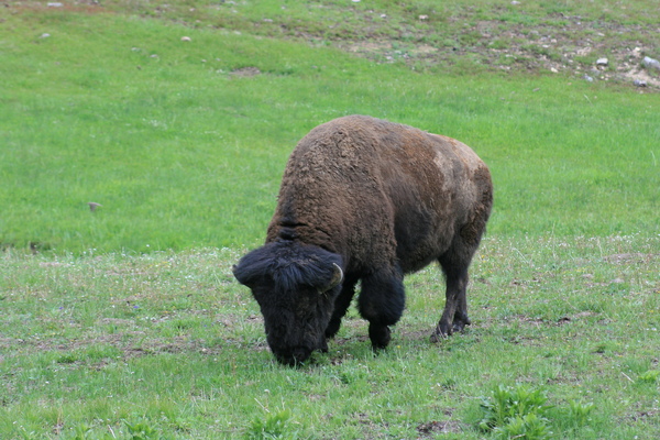Bison Bison