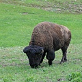 Bison