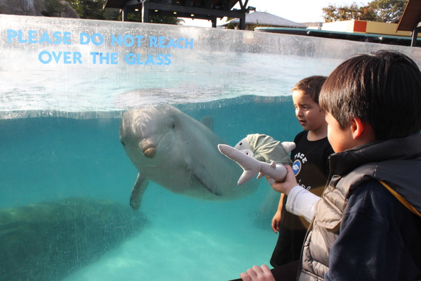 dolphin encounter dolphin encounter