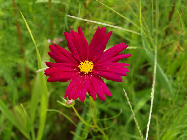 路邊的小花5