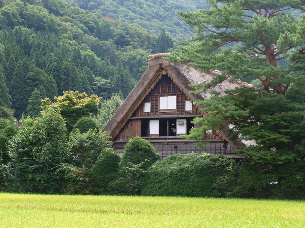 稻田中的和田屋