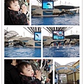 2011海洋公園 (56)海豚秀.jpg