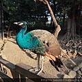 風城動物園-孔雀.JPG