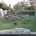 風城動物園-草原裡的猴.JPG