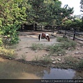 風城動物園-迷你小馬.JPG