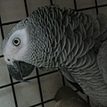 剛果紅尾灰鸚鵡--Congo Grey Parrot