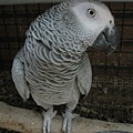 剛果紅尾灰鸚鵡--Congo Grey Parrot