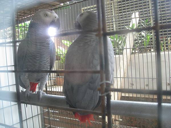 剛果紅尾灰鸚鵡--Congo Grey Parrot