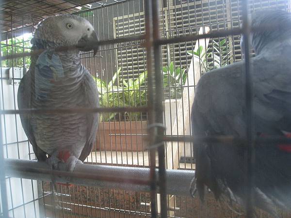 剛果紅尾灰鸚鵡--Congo Grey Parrot