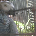 剛果紅尾灰鸚鵡--Congo Grey Parrot