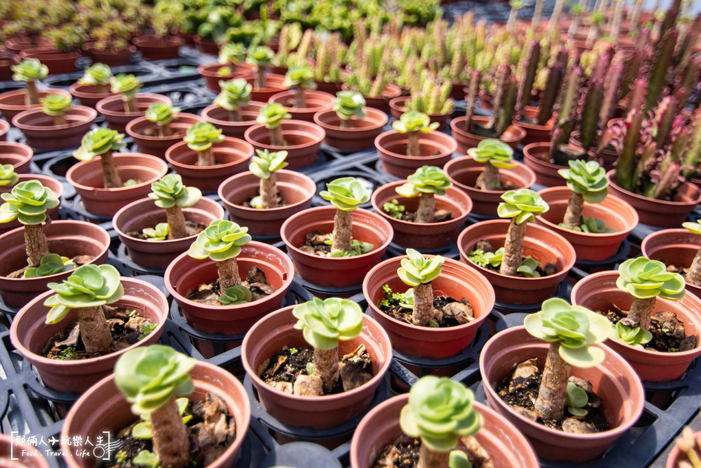 埔里多肉植物福興店-18.jpg