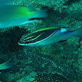 IMG_1884.JPG